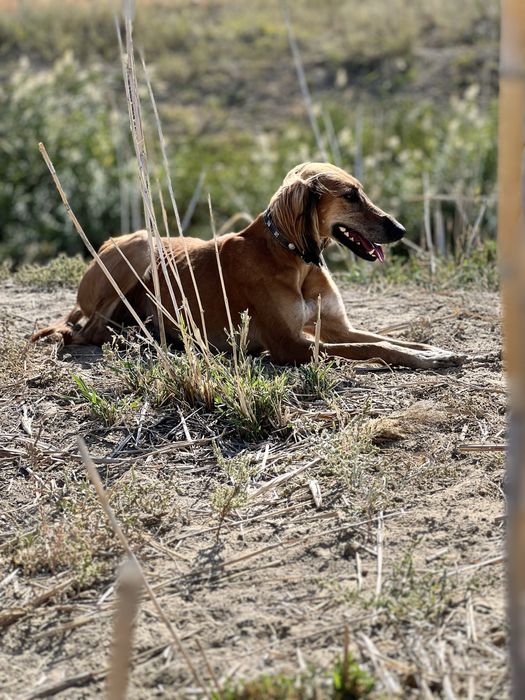 Тазы шенки продам