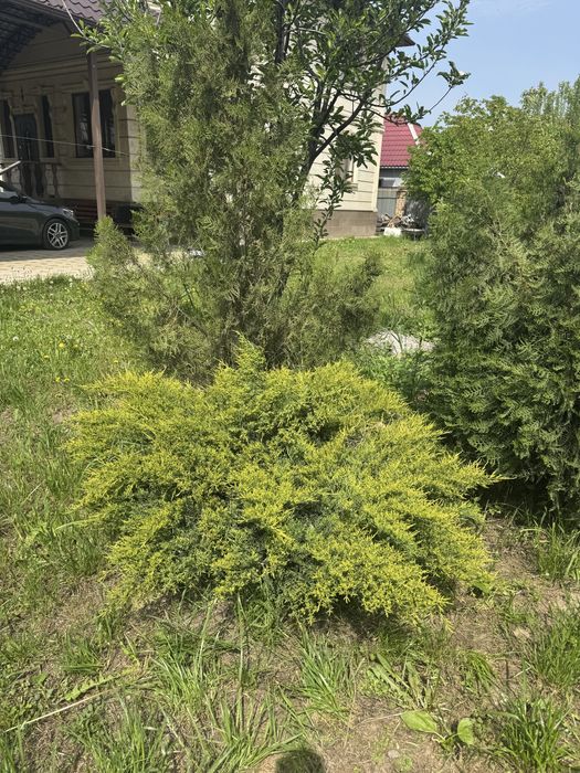 Маживельник для сада