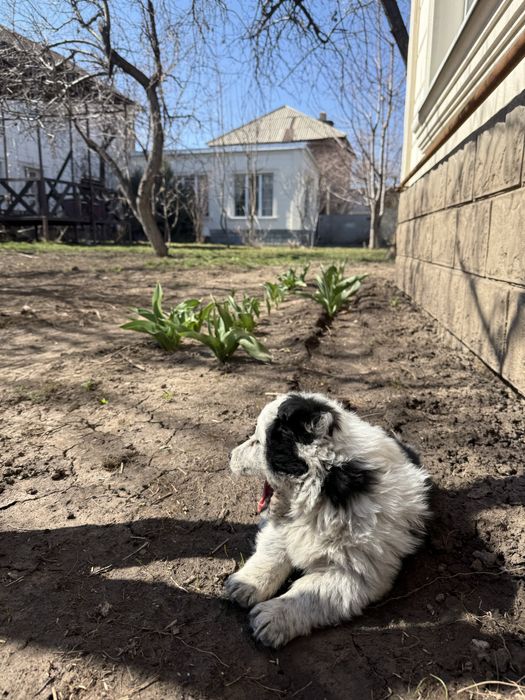 Щенки помесь бордер колли бесплатно