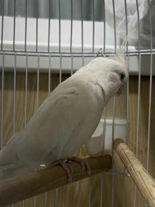 Корелла  попугай параси