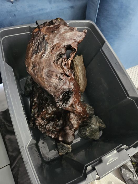 Vand cioata lemn acvariu sau schimb cu diverse acvaristica