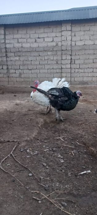 Продам индюки полугодичные