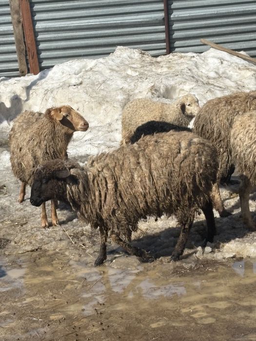 отар кой қой стада овец