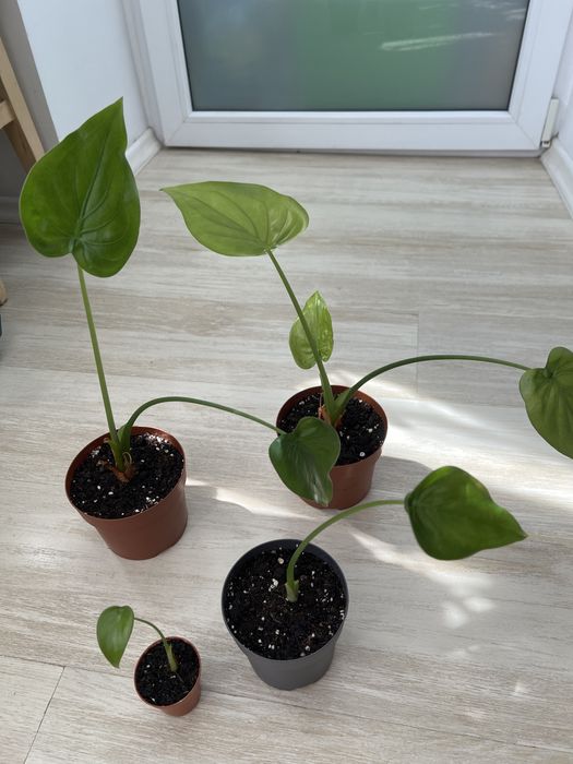 Alocasia  Cucullata