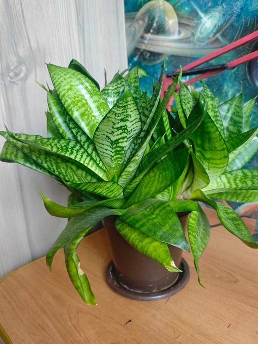 Сансевиерия Хана продам