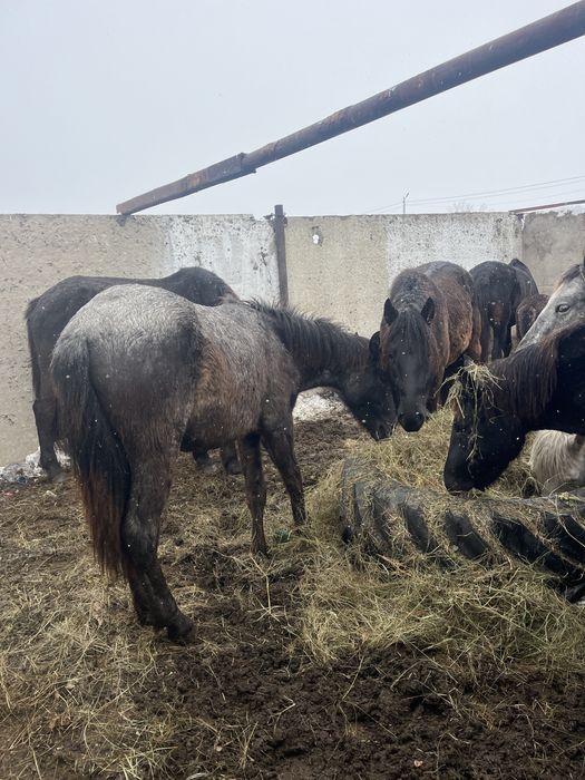 Продается кобылы,жеребцы,жеребята