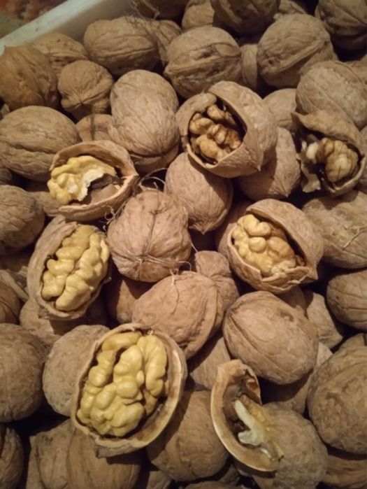 Жаңғақ, орех грецский, отборный