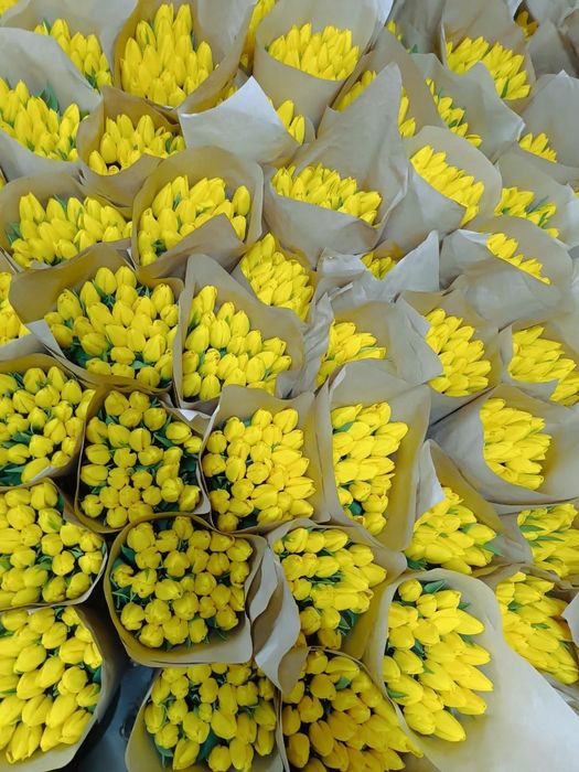 Свежие тюльпаны ПО оптовой цене