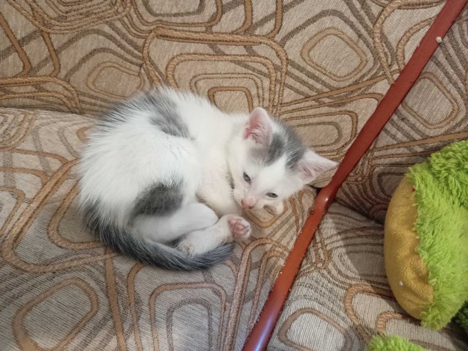 Motănelul Costi, un pui de 7 săptămâni