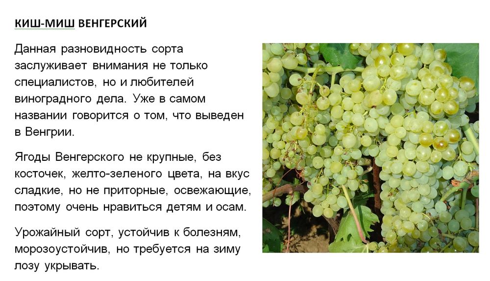 Продам чибуки черенки местного винограда