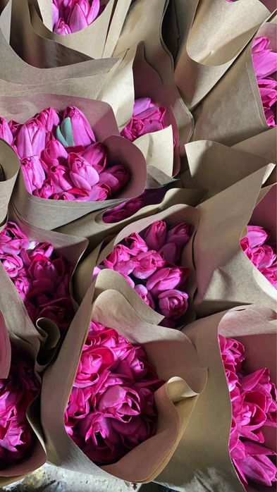 Тюльпаны крупные оптом