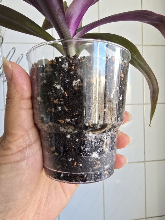 Традесканция рэо