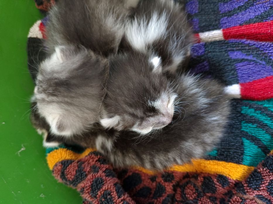 Отдам котят в добрые руки