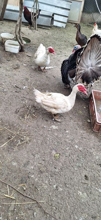 Неми патици екологични