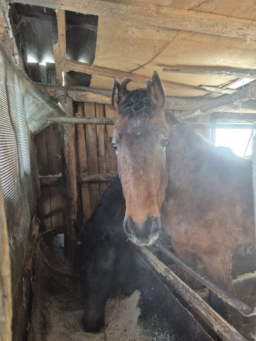 Продам на выбор 2 лошади