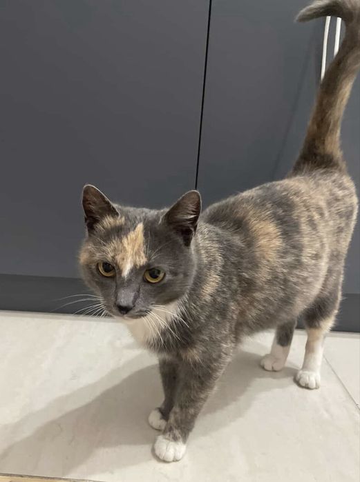 Ласковая кошечка ищет дом