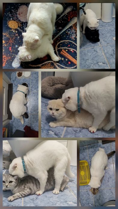 Вязка кот шотландский вислоухий