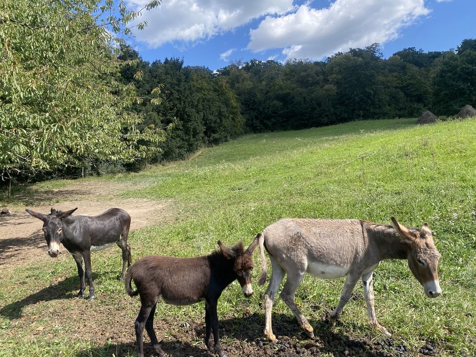 Vand lapte de magarita pascuta