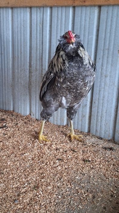 Vand cocosi Araucana