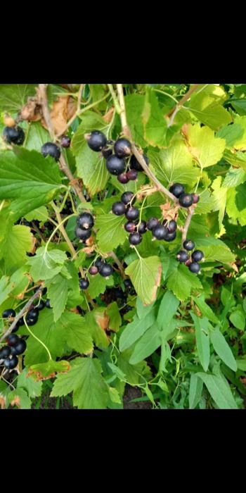 продам дачу. СО Мичуринец