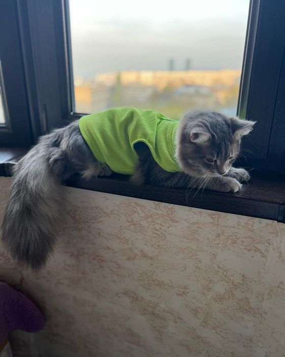 Сибирский кот для вязки