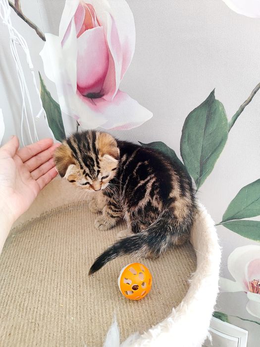 Продам шатланского  вислоухого мальчика