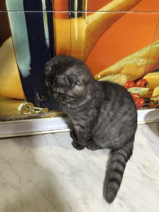 чистокровная шиншилла девочка