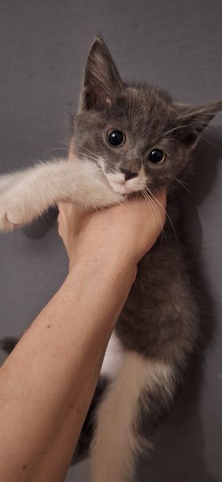 Котенок в ответственные и добрые руки