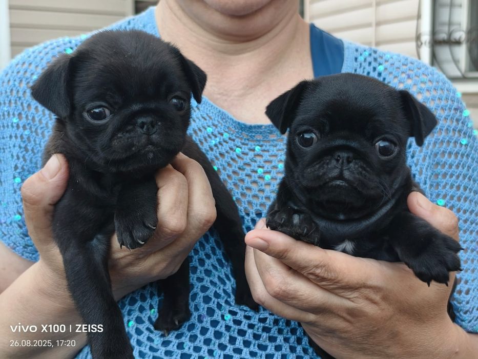 Очаровательные щенки мопса.