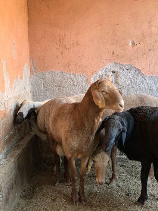 Qoy. Киргиз Арашан кочикори Зотга