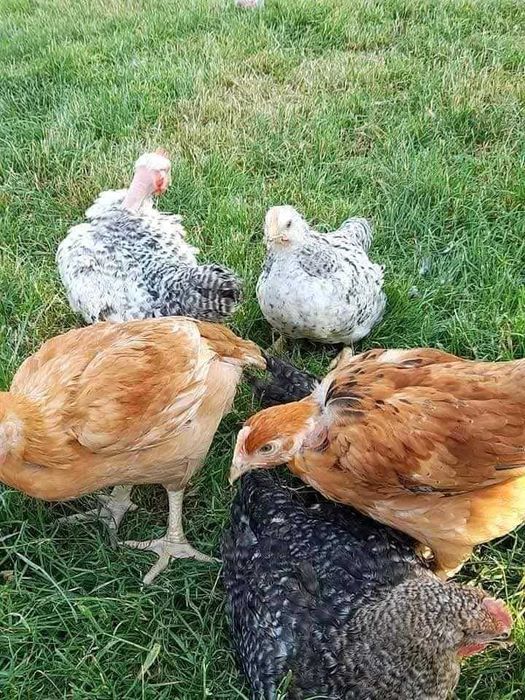 Avem pui rasa mizta pui alb