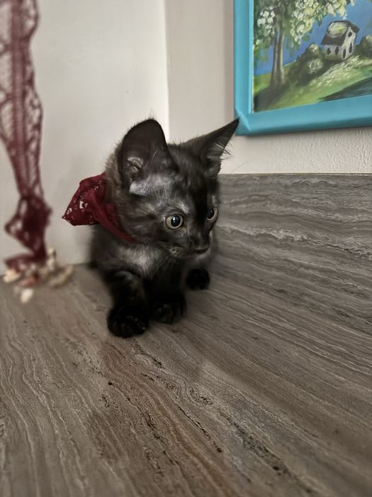 Котенок мальчик ищет любящего хозяина