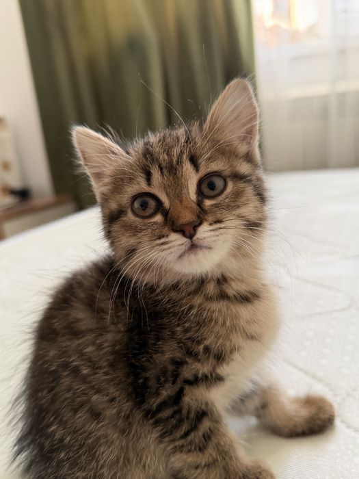 Отдам котенка в добрые руки