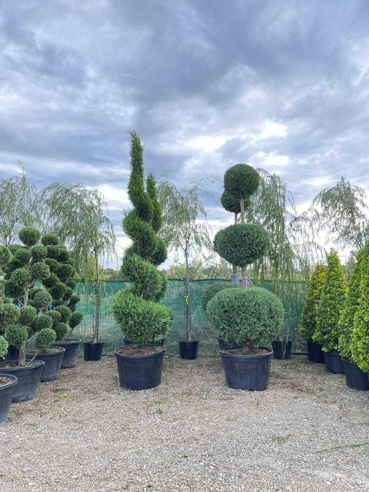 Plante Ornamentale de Diferite Dimensiuni