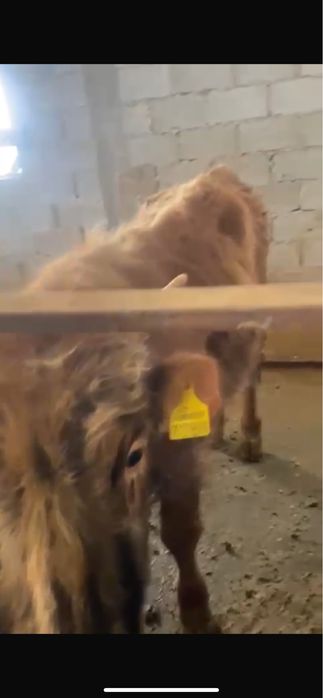 Подсосы, подсос, букаша, бука