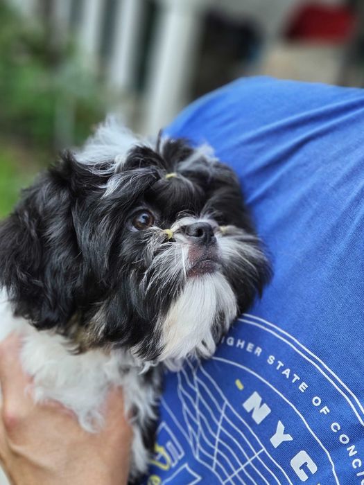 Superb băiețel Shih Tzu