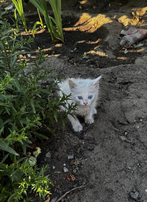 Отдам котенка подкинули