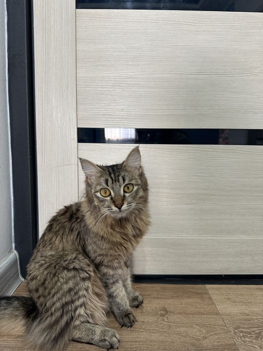 Отдам кошку в добрые руку