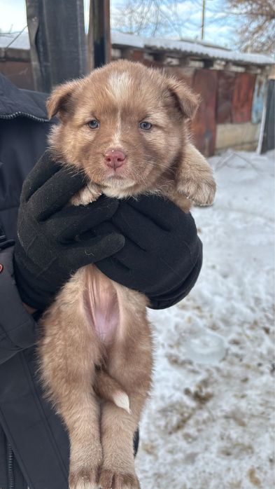 Отдам шенков в хорошие руки