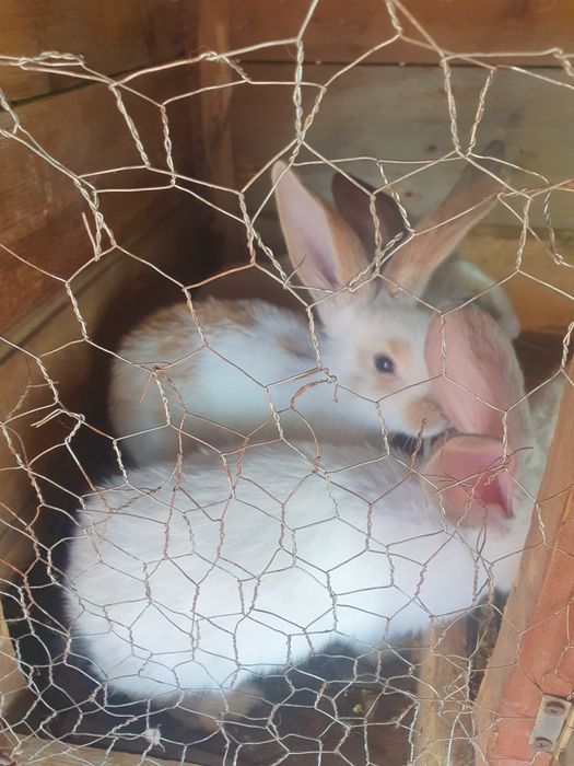 Iepurași de vânzare