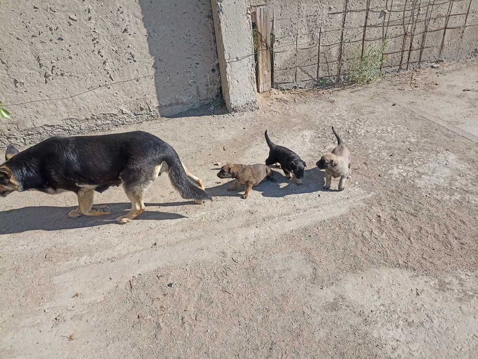 Отдам щенят от грозной овчарки