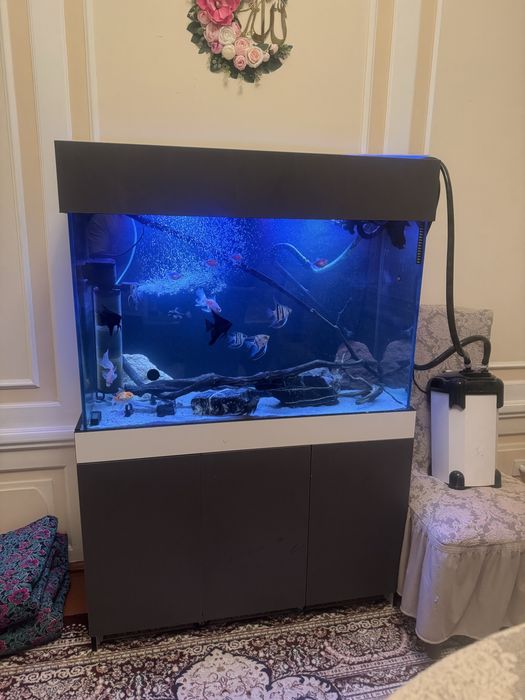 Akvarium. 400 litrli 1 ta bio bak filtr bor 1 ta odiy filtr 20ta baliq
