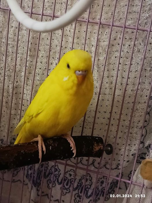 Попугайчики  по доступной цене