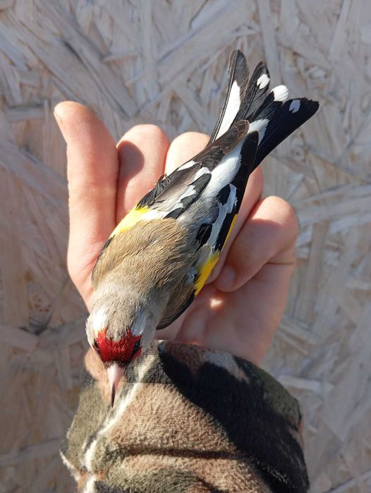 Продам птицу певчие