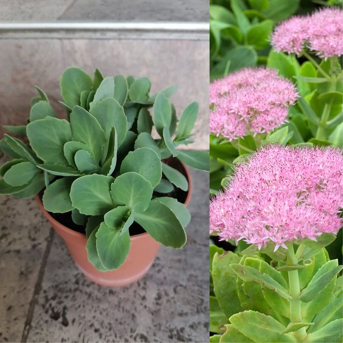 Цветя за продажба