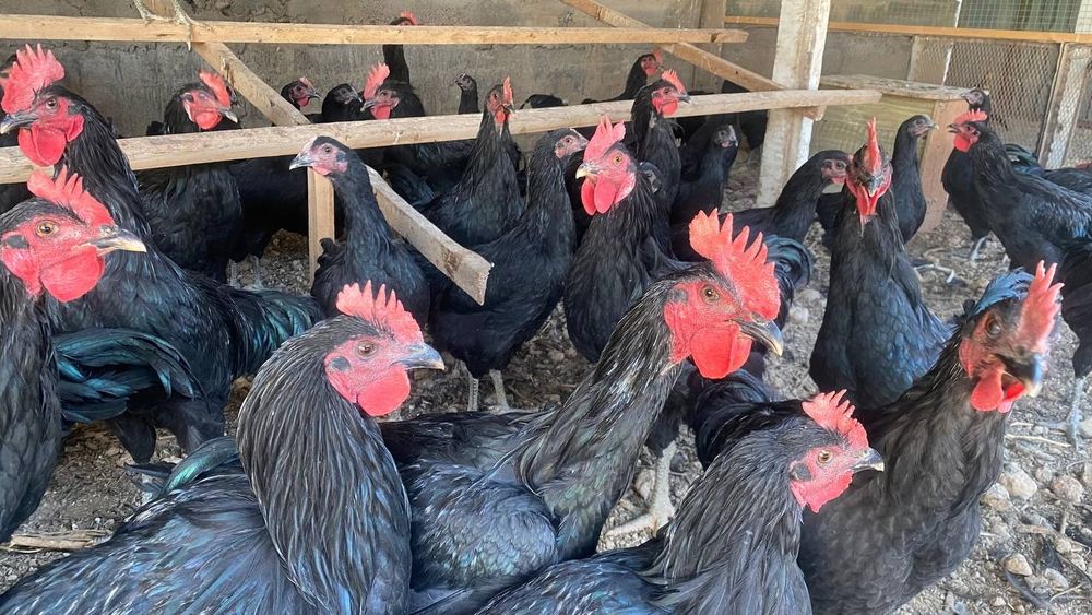 Qora shaxzoda tuxumlari sotiladi.