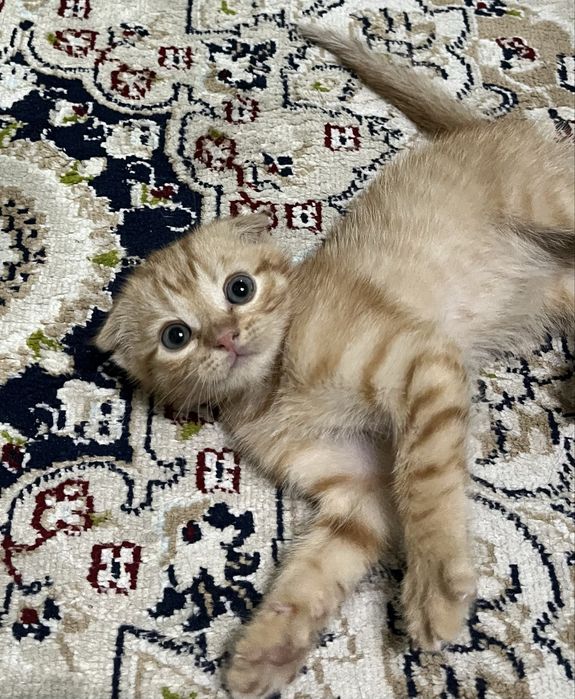 Вислоухий котенок