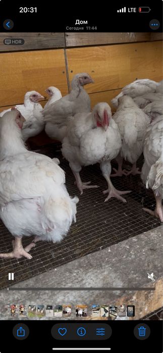 Бройлер рост 308