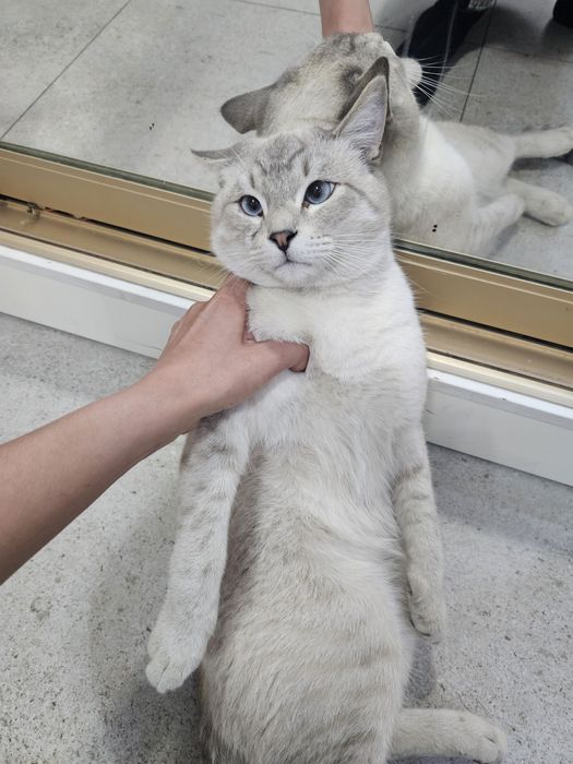 Тайский умный котик.