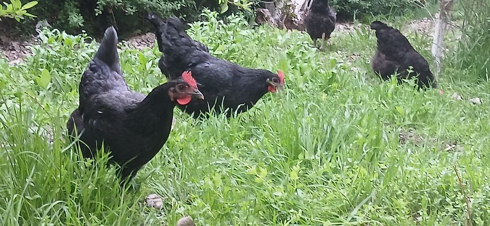 Gigant Qora shahzoda   tovuqlari, joʻjalari va tuxumlari sotiladi